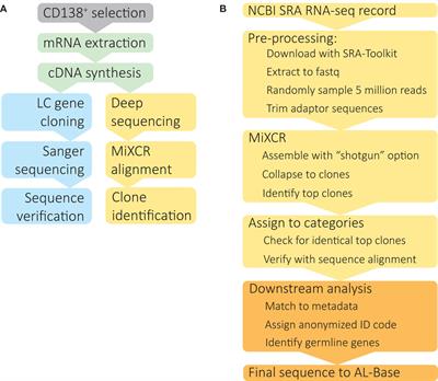 Complete variable domain sequences of monoclonal antibody light chains identified from untargeted RNA sequencing data